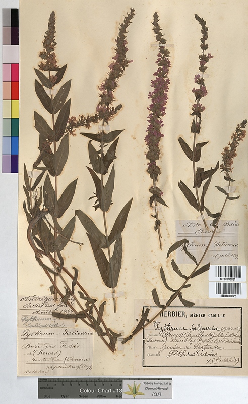 Lythrum salicaria (Lythraceae)