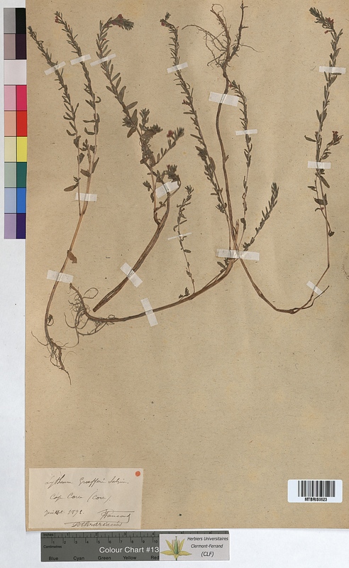 Lythrum graefferi (Lythraceae)
