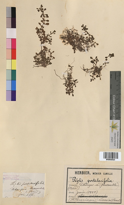 Peplis portulacifolia (Lythraceae)