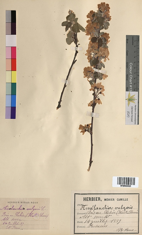 Amelanchier vulgaris (Rosaceae)