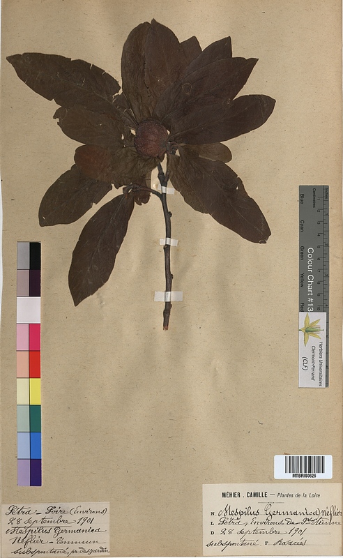 Mespilus germanica (Rosaceae)