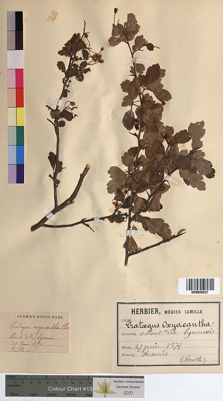 Crataegus oxyacantha (Rosaceae)