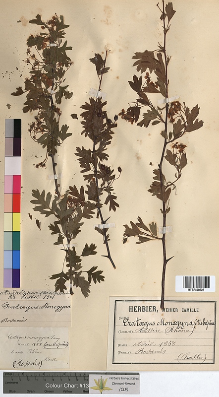 Crataegus monogyna (Rosaceae)