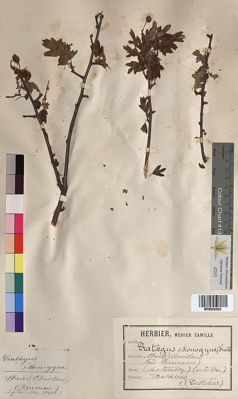 Crataegus monogyna (Rosaceae)