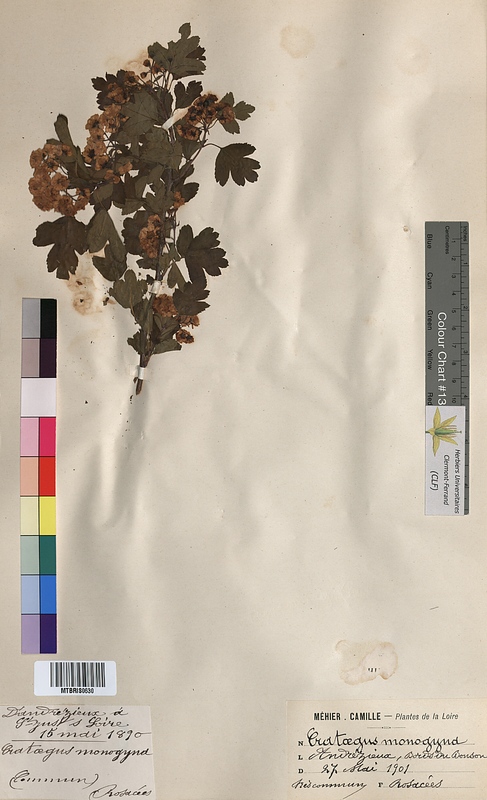 Crataegus monogyna (Rosaceae)