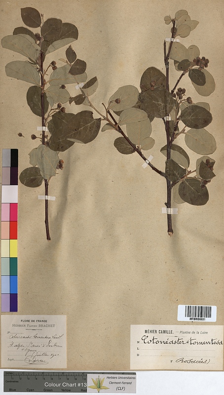 Cotoneaster tomentosus (Rosaceae)
