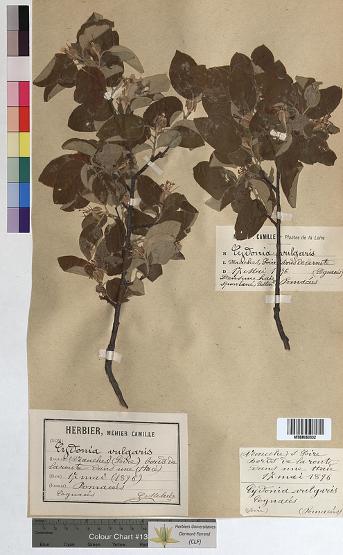 Cydonia vulgaris (Rosaceae)
