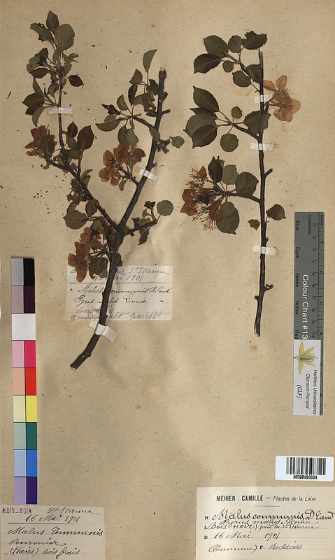 Malus communis (Rosaceae)