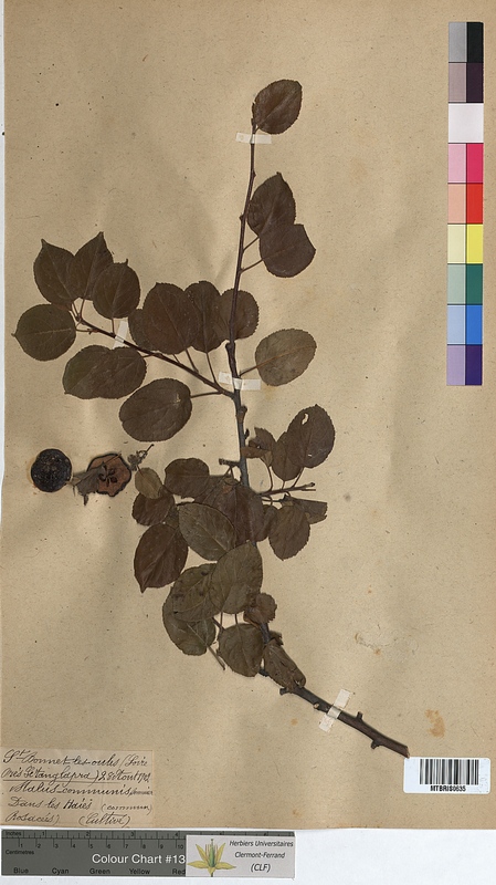 Malus communis (Rosaceae)