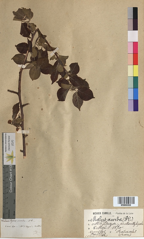 Pyrus acerba (Rosaceae)