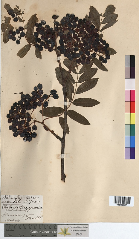 Sorbus aucuparia (Rosaceae)