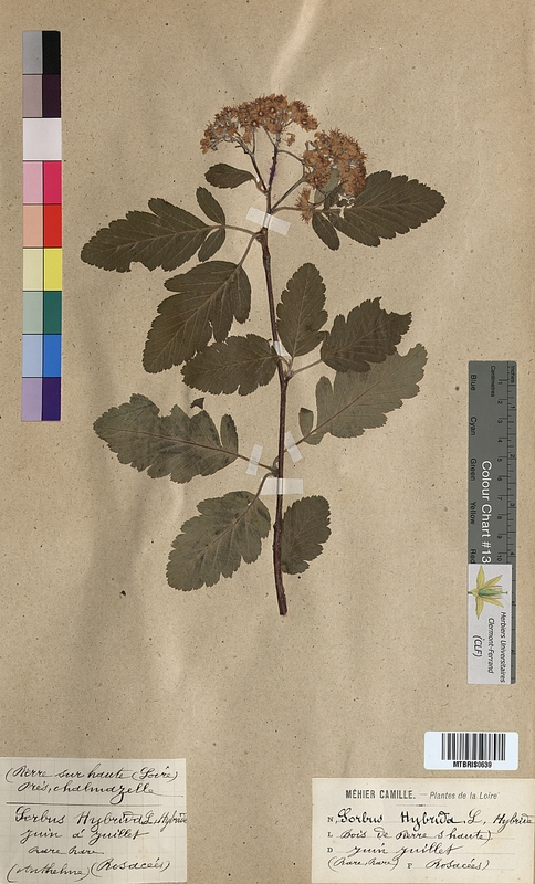 Sorbus hybrida (Rosaceae)