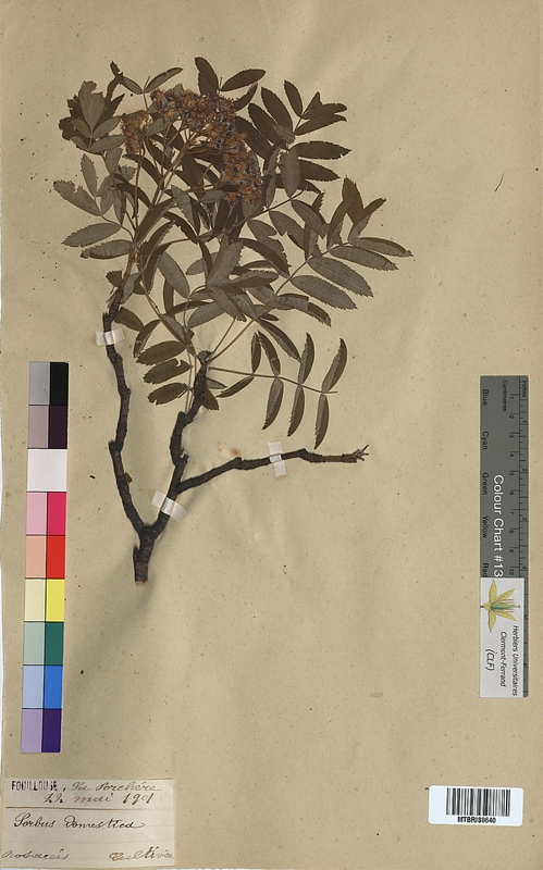 Sorbus domestica (Rosaceae)