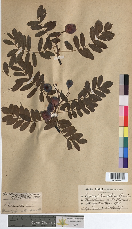 Sorbus domestica (Rosaceae)