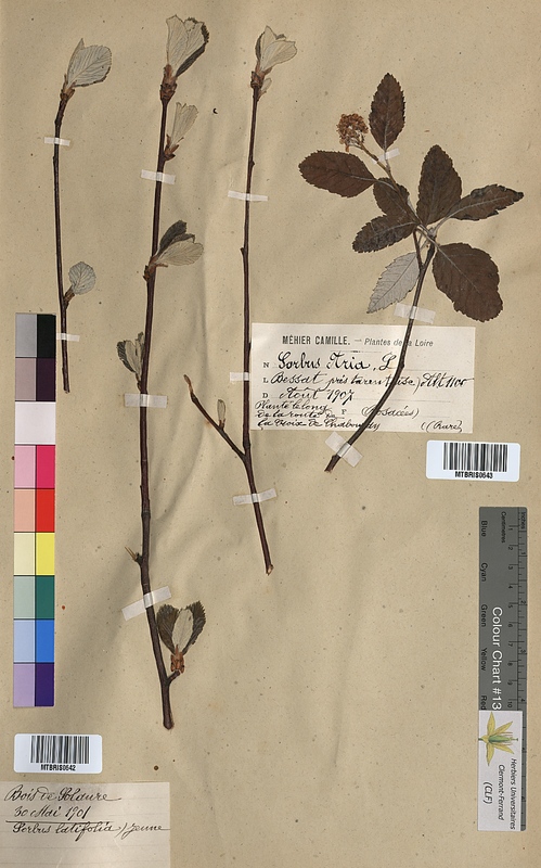 Sorbus latifolia (Rosaceae)