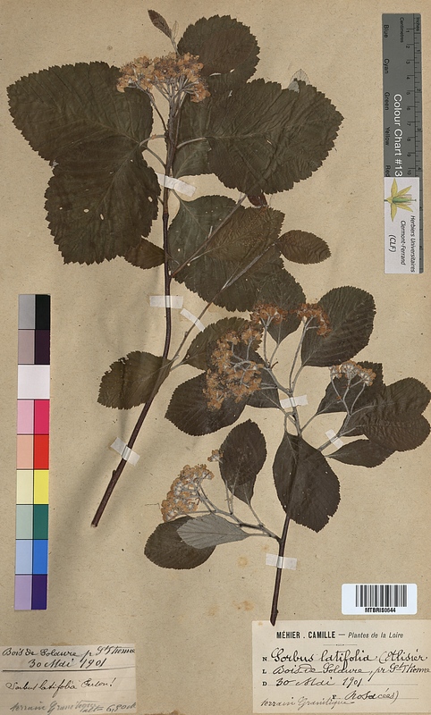 Sorbus latifolia (Rosaceae)