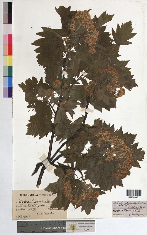 Sorbus torminalis (Rosaceae)