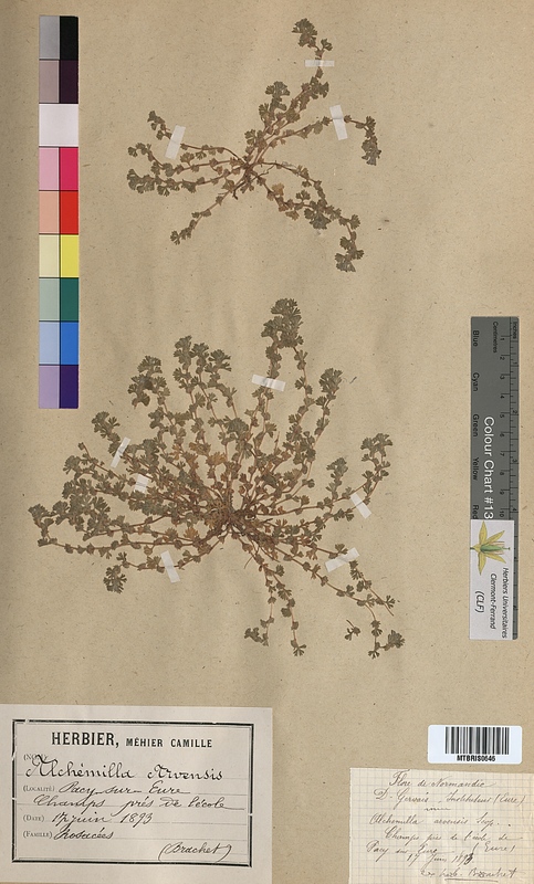 Alchemilla arvensis (Rosaceae)