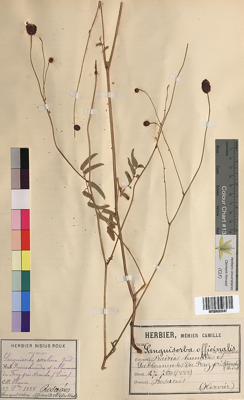 Sanguisorba serotina (Rosaceae)
