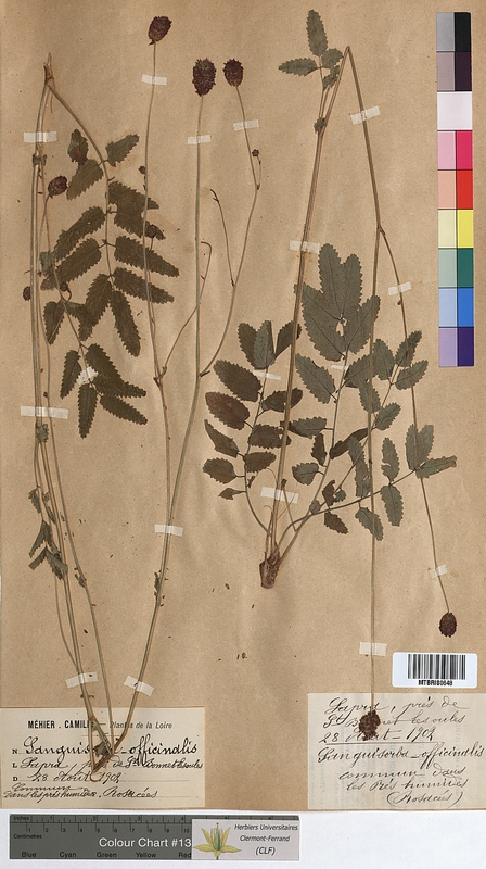 Sanguisorba officinalis (Rosaceae)