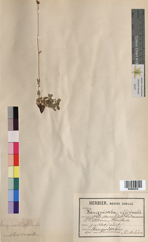 Sanguisorba officinalis (Rosaceae)