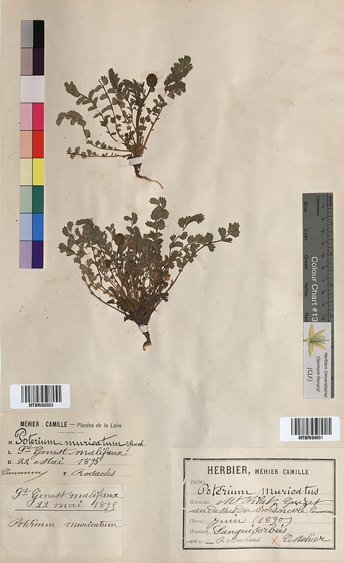 Poterium muricatum (Rosaceae)