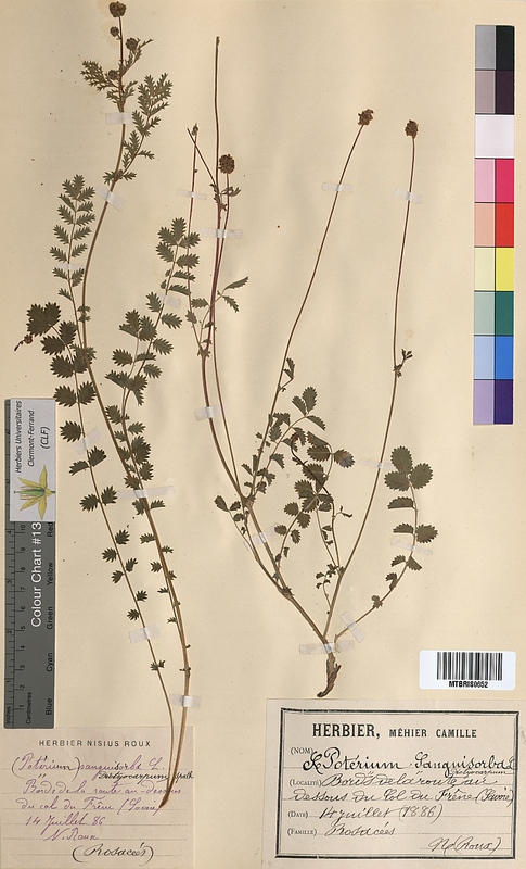Poterium sanguisorba (Rosaceae)