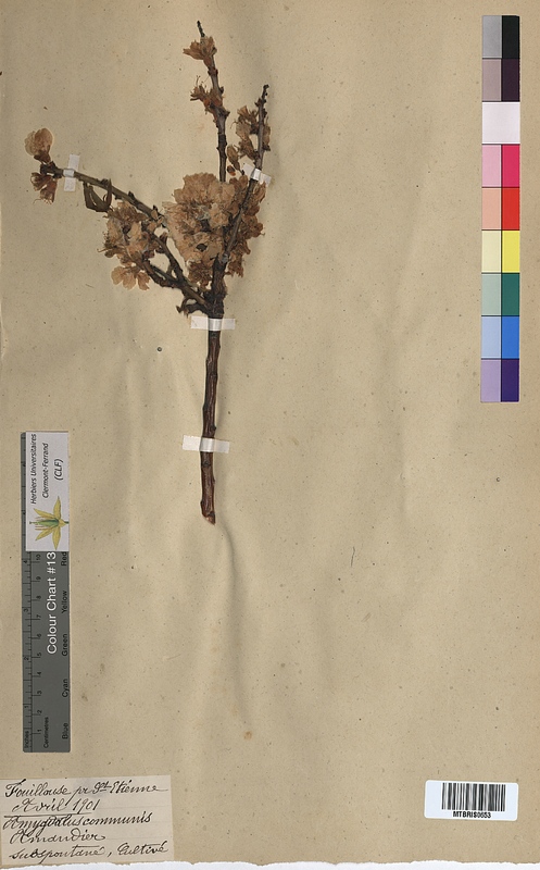 Amygdalus communis (Rosaceae)