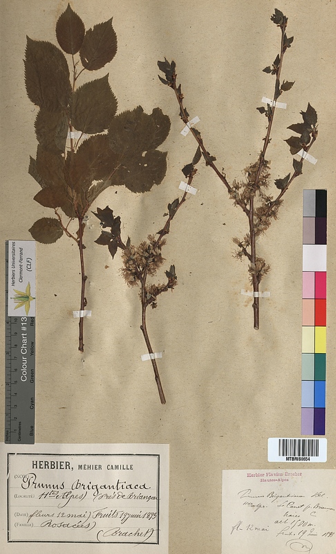 Prunus brigantiaca (Rosaceae)