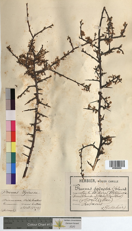 Prunus spinosa (Rosaceae)