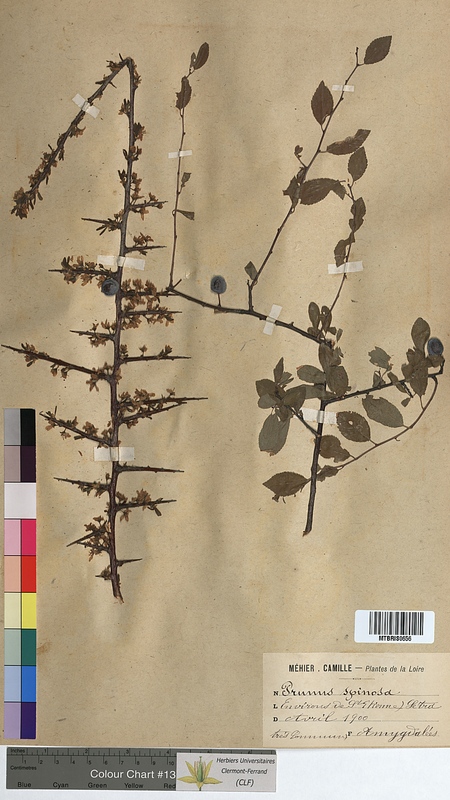 Prunus spinosa (Rosaceae)