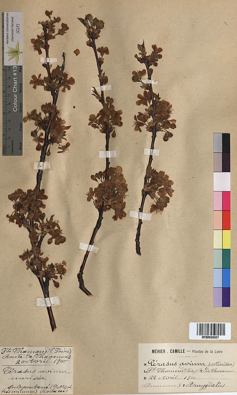 Cerasus avium (Rosaceae)