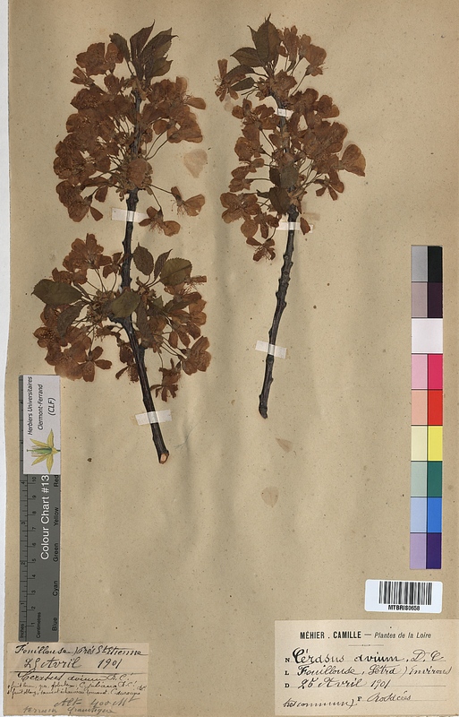 Cerasus avium (Rosaceae)
