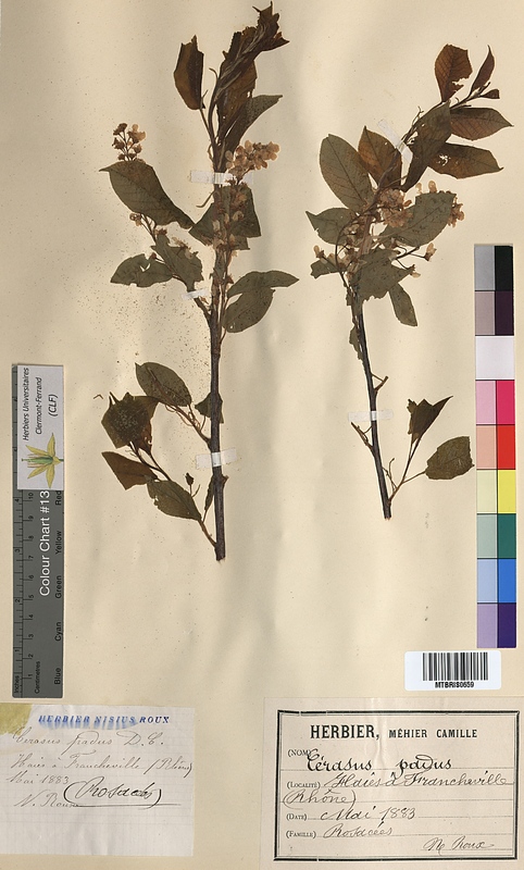Cerasus padus (Rosaceae)