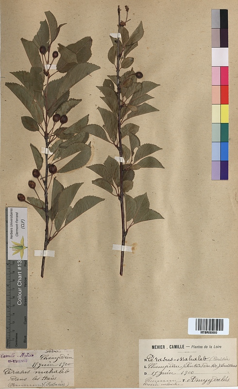 Cerasus mahaleb (Rosaceae)