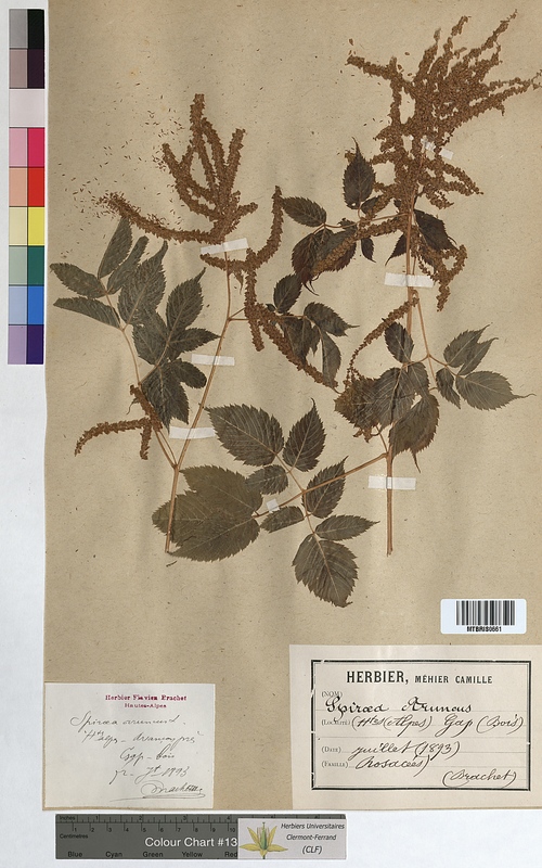 Spiraea aruncus (Rosaceae)