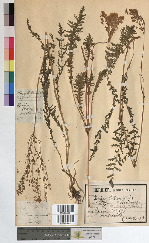 Spiraea filipendula (Rosaceae)