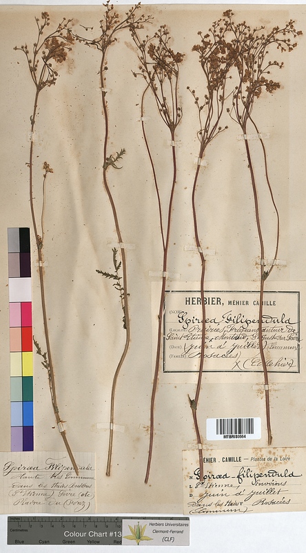 Spiraea filipendula (Rosaceae)