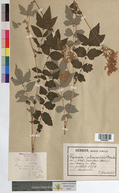 Spiraea ulmaria (Rosaceae)