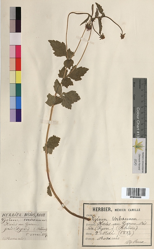 Geum urbanum (Rosaceae)