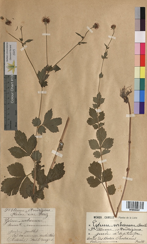 Geum urbanum (Rosaceae)
