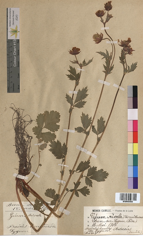 Geum rivale (Rosaceae)