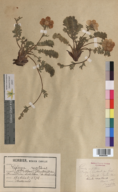Geum reptans (Rosaceae)