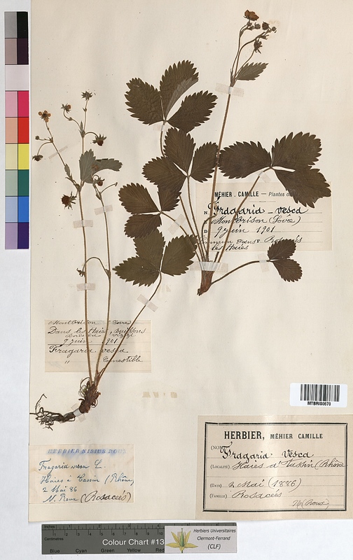 Fragaria vesca (Rosaceae)