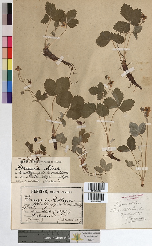 Fragaria collina (Rosaceae)