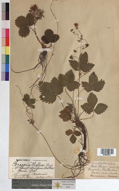 Fragaria elatior (Rosaceae)