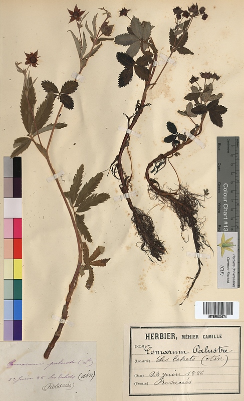 Comarum palustre (Rosaceae)