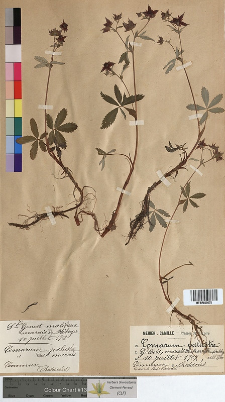 Comarum palustre (Rosaceae)