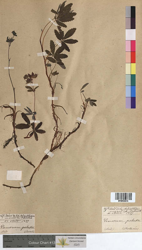 Comarum palustre (Rosaceae)
