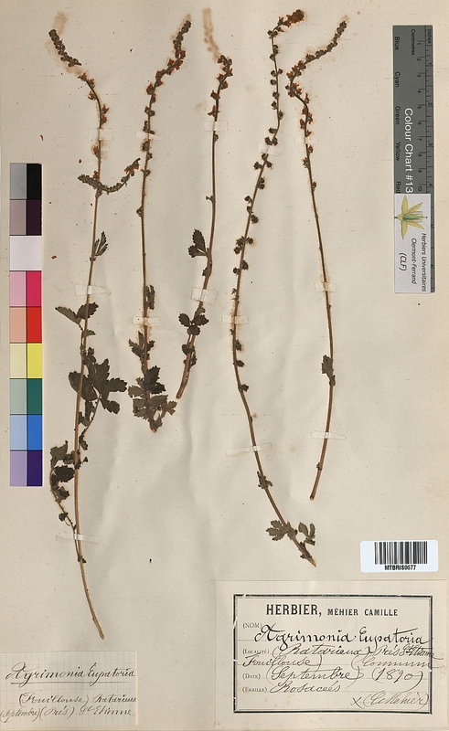 Agrimonia eupatoria (Rosaceae)